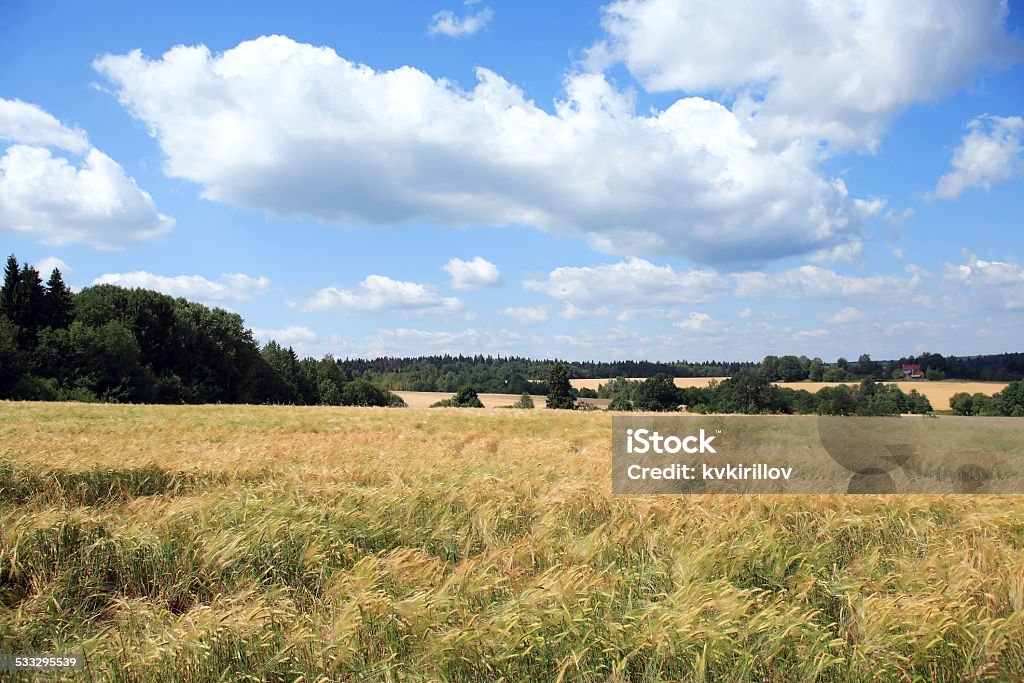 Wheat Field Summer agriculture landscape. Wheat field under blue sky with clouds 2015 Stock Photo