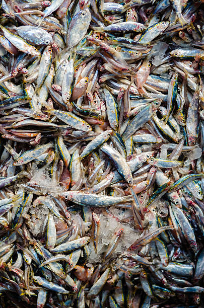 istock Fresh fish at the fish market in Hurghada 533295667