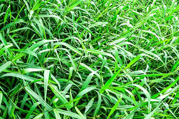 istock Paragrass in garden 533295749