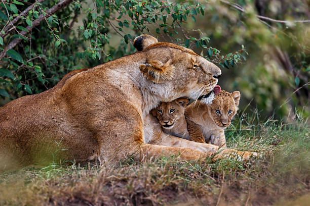 Lion mother cuddling with her babies stock photo