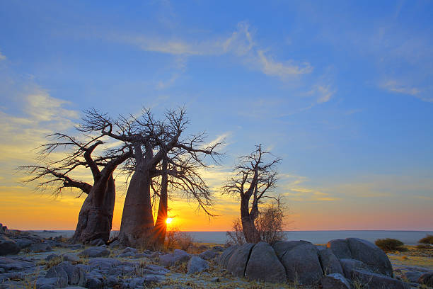 istock Baobab's at sunrise on Kubu Island 533297187