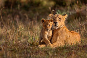lion-mutter-mit-cub.jpg?b=1&s=170x170&k=20&c=n-9b78bUwJb34Me1FMiE1abI47ow9Qfy5pPgOipGQaM=