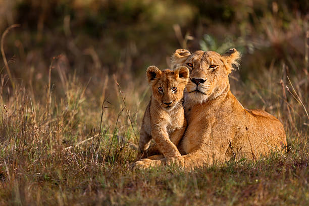 madre con cachorro de león - fauna silvestre fotografías e imágenes de stock