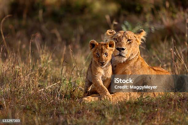 Mamma E Cucciolo Di Leone - Fotografie stock e altre immagini di Leone - Grande felino - Leone - Grande felino, Africa, Leoncino