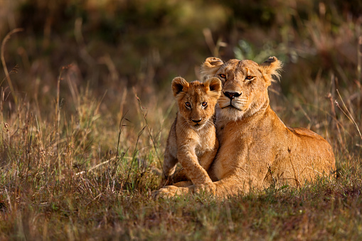 African lion and cub being held in the mouth to be carried. Panthera leo. Masai Mara National Reserve, Kenya.