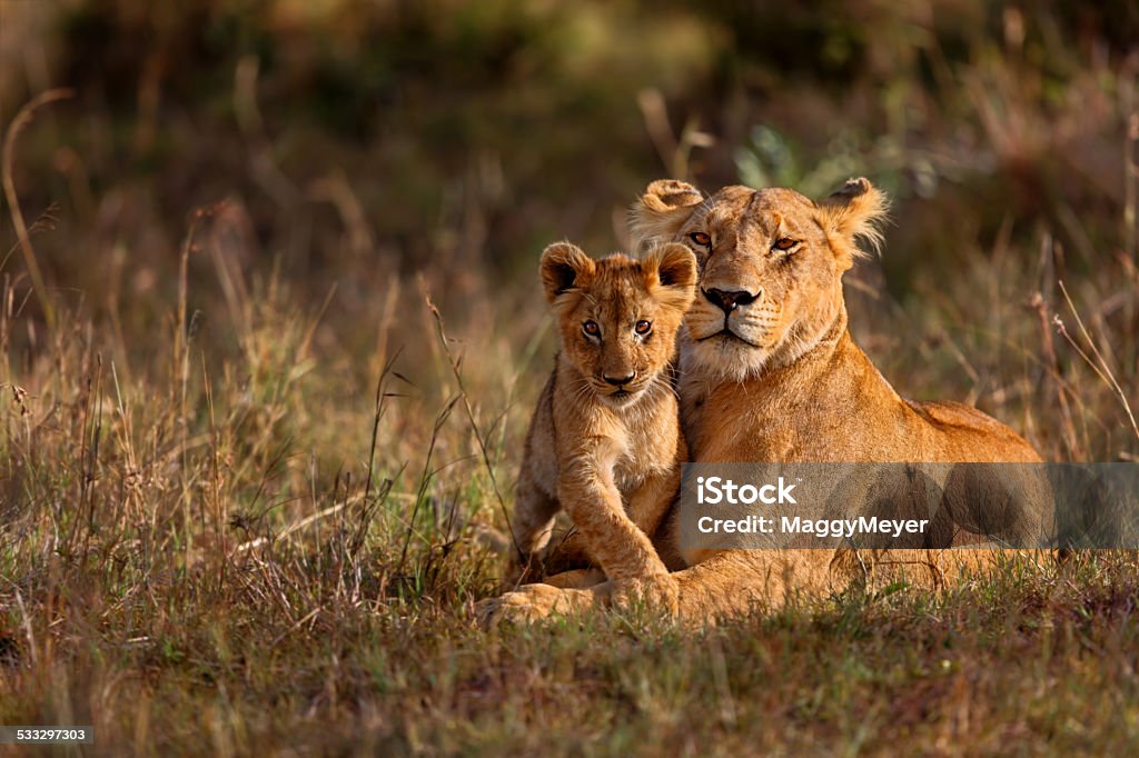Lion mother with cub Lion mother of Notches Rongai Pride in Masai Mara, Kenya. Lion - Feline Stock Photo