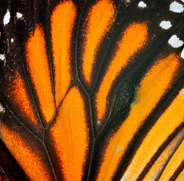 istock Texture of Common Tiger Butterfly wing for design and architectu 533297507