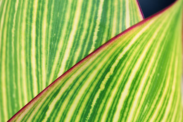 istock close up of abstract tropical leaf 533297631