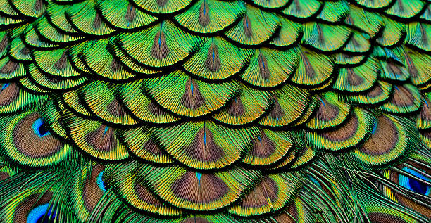 istock Very Beautiful Green Peacock bird feathers in great texture deta 533297711