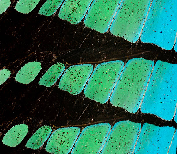 istock Close up texture of Common Bluebottle Butterfly wings 533297721