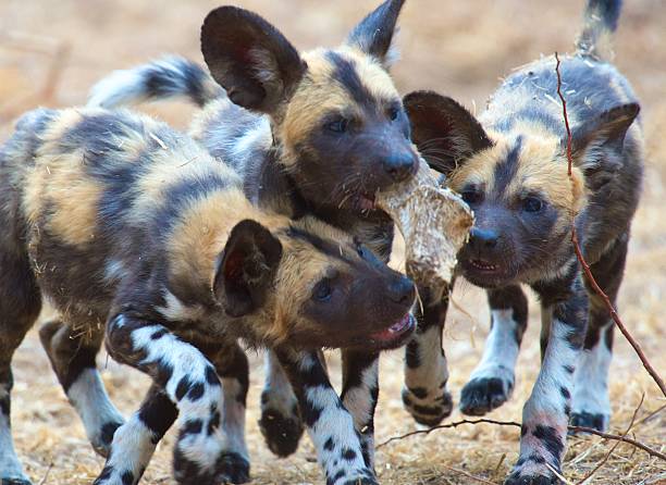 istock Wild Dog Pup Series Item 5 533298283