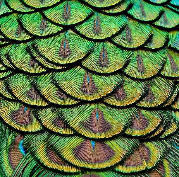 istock Peacock Feathers in close up with very details 533308741