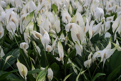 Close-up of whie spathiphyllum plants being grown at a Coastal California nursery.