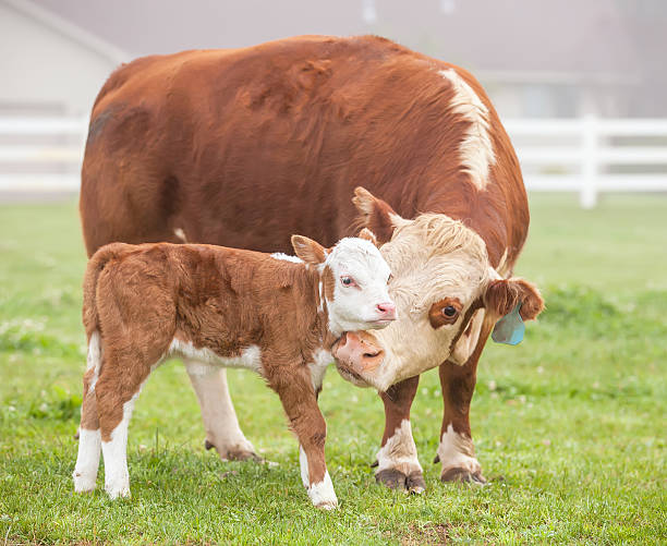 vacuno hereford & pantorrilla - beef cattle farm calf summer fotografías e imágenes de stock