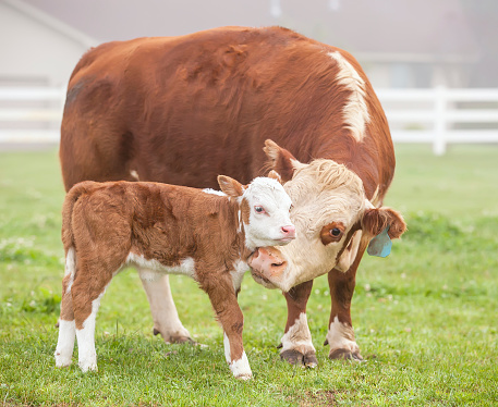 Close-up of a Hereford cow nuzzling her young calf.