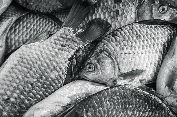 Crucian carp, its scientific name is Carassius carassius