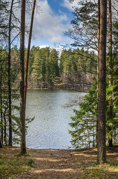 istock Spring landscape at wood lake 533309373