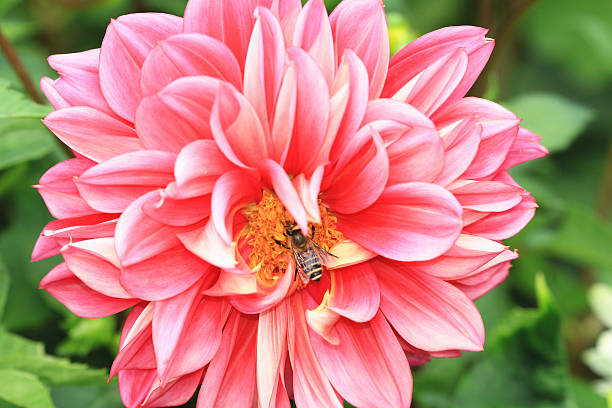 istock Dahlia flower and bee 533309837