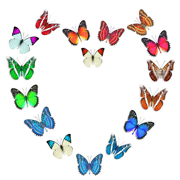 mélange de magnifiques papillons en forme de la saint-valentin - hebomoia glaucippe photos et images de collection
