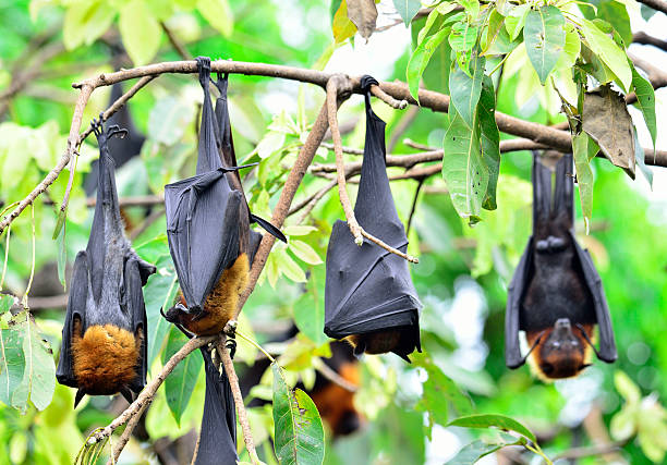 istock Many of Hanging flying fox, a big bat hanging on 533310063