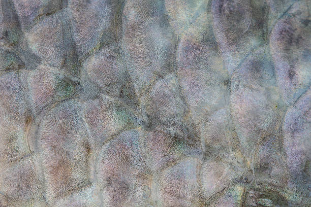istock Scales of fresh water fish 533310767