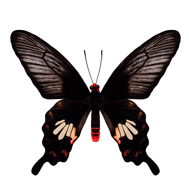 istock Beautiful Butterfly, Common Rose, upper wings profile with nice 533310799