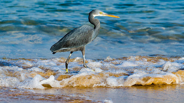 istock Little blue heron fishing. Egipt 533312195
