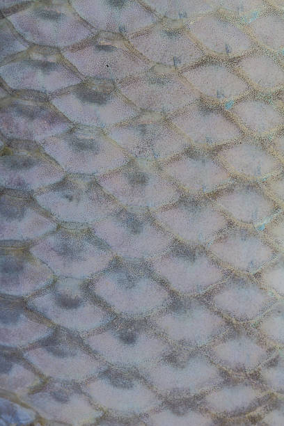 istock Scales of fresh water fish 533312579