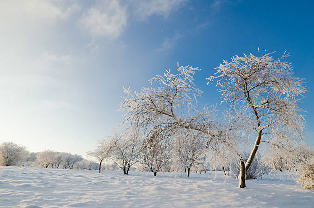 istock trees covered with hoarfrost against the blue sky 533313005