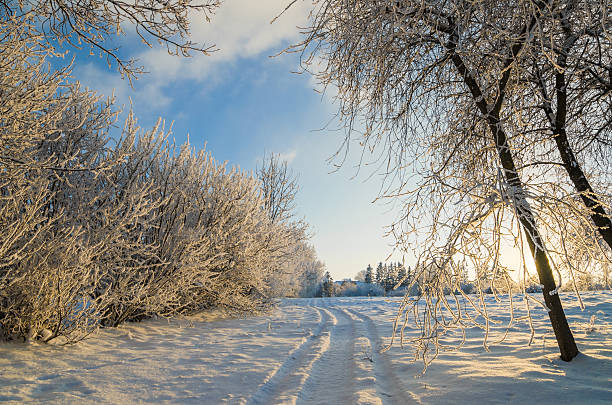 istock trees covered with hoarfrost against the blue sky 533313015