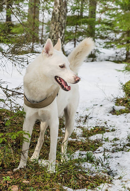 istock White dog husky in a winter forest 533313065