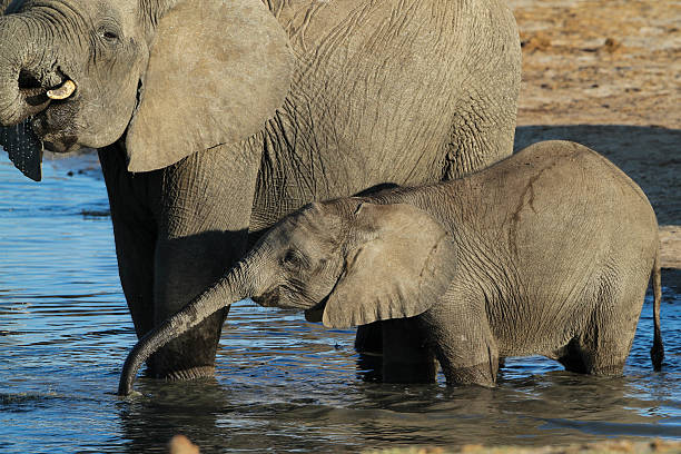 istock African Elephant mother and calf drinking 533313433