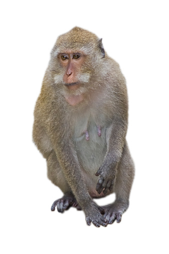 The monkey isolated against a white background.The monkey isolated against a white background.