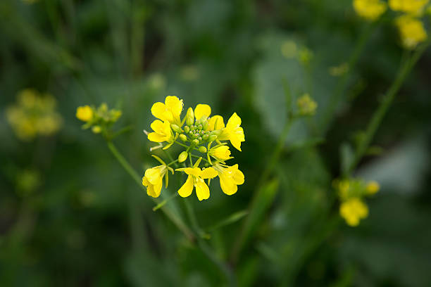 fleur moutarde - mustard flower photos et images de collection