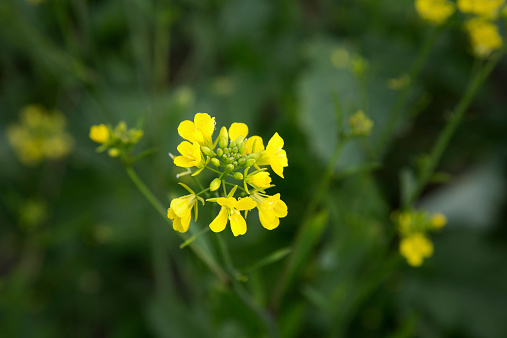 High Angle View of Mustard Flower.