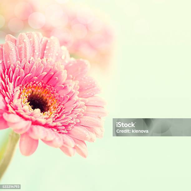 Gerbera Flowers Stock Photo - Download Image Now - 2015, Backgrounds, Botany