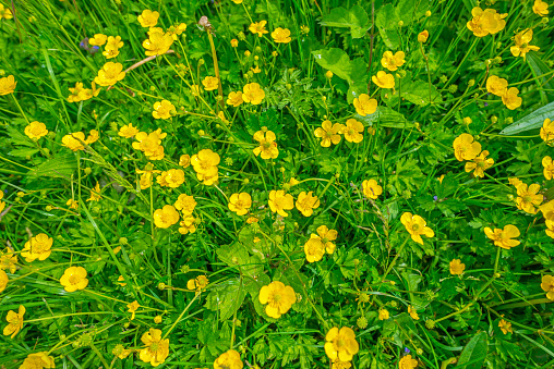 Buttercups in a field in spring