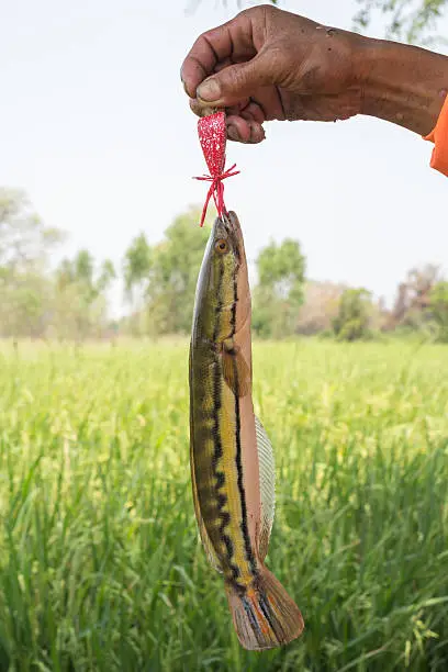 the Catfish on fishing-rod on rural field background