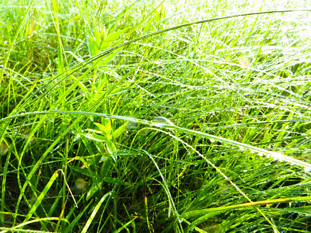 istock Drops of the dew on a grass 533327710