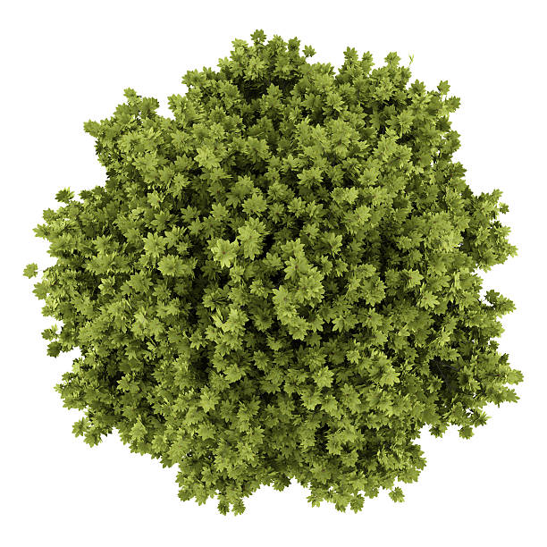 istock top view of norway maple tree isolated on white background 533328648