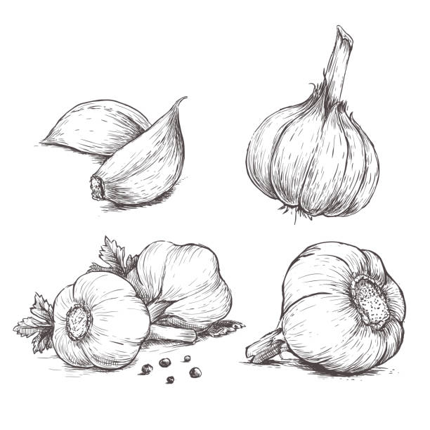 wektor ręcznie narysowane zestaw czosnku. - garlic freshness isolated vegetarian food stock illustrations