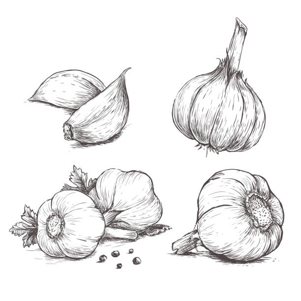 вектор нарисованный от руки набор чеснок. - garlic freshness isolated vegetarian food stock illustrations