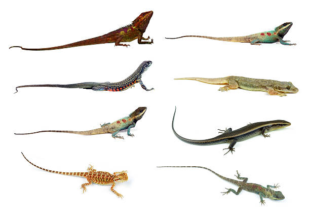 istock collection animal Lizard of white background 533328885