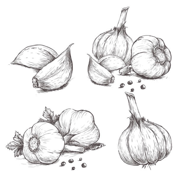 illustrazioni stock, clip art, cartoni animati e icone di tendenza di vettoriale disegnato a mano libera gruppo di aglio. - garlic freshness isolated vegetarian food