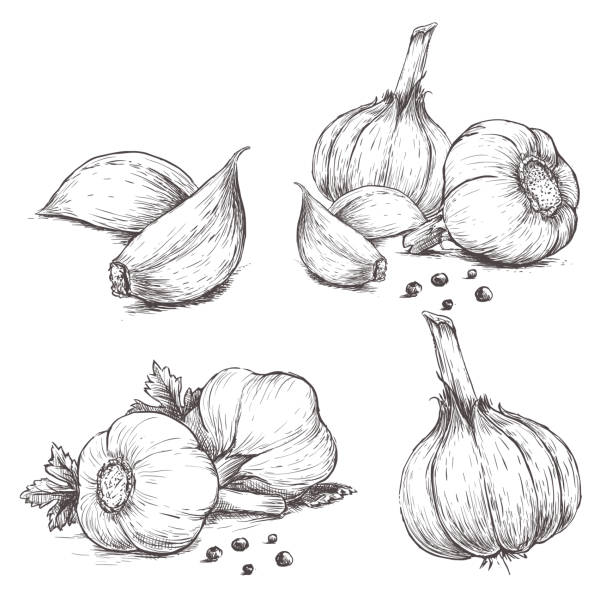 벡터 손 드로잉 ~세트 마늘. - garlic clove isolated white stock illustrations