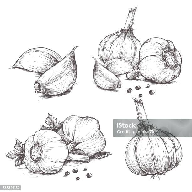 Vector Hand Drawn Set Of Garlic Stock Illustration - Download Image Now - Garlic, Drawing - Activity, Illustration