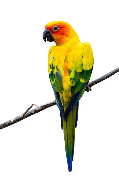 magnifique conure soleil, jaune oiseau perroquet coloré isolé o - psittacoidea photos et images de collection