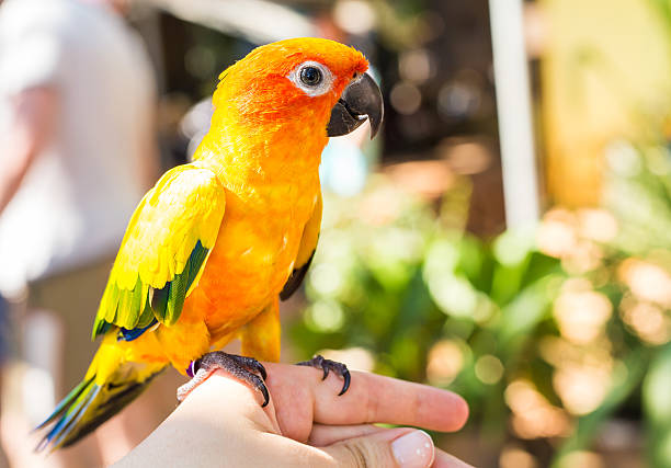 istock Colorful yellow parrot Sun Conure, Aratinga solstitialis 533331072