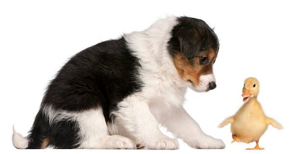 istock Border Collie puppy playing with a duckling 533331526