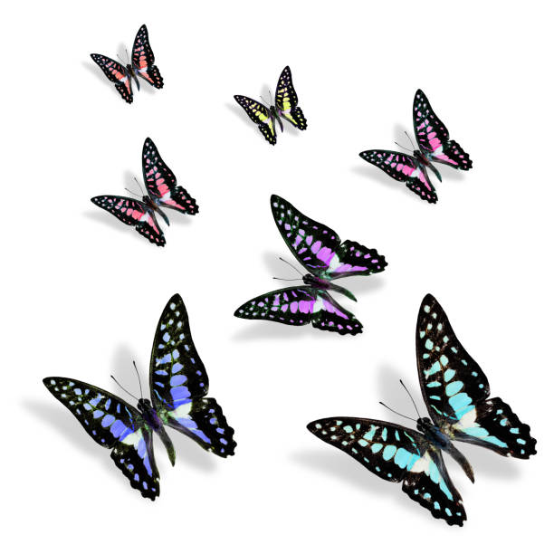 istock Beautiful fancy butterfly flying with various colors, Common Jay 533331585